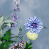 Ray of Light - Arrangement