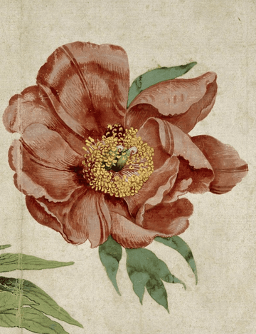 Peony Flower Meaning, and Why the Victorians Called It Shame - The Unlikely Florist