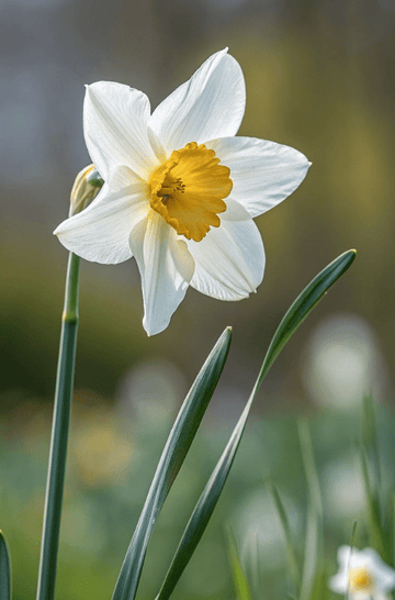 The December Birth Flower Comes in a Bowl of Gravel - The Unlikely Florist