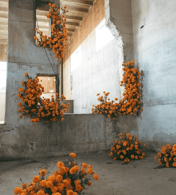 The October Birth Flower Is a Marigold, Unless You Ask Someone Else - The Unlikely Florist
