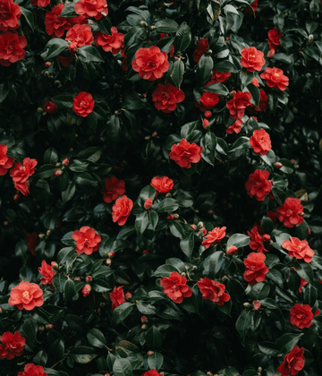 The Rarest Flower in the World Is a Camellia, and There Are Two of It - The Unlikely Florist