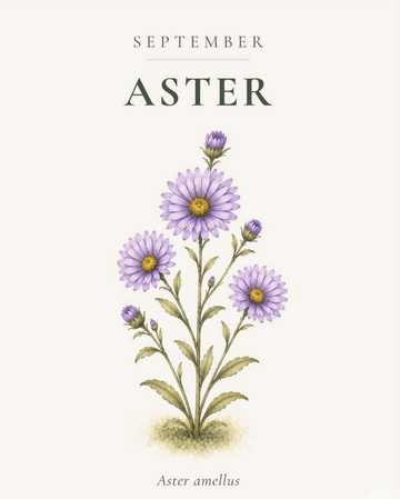 The September Birth Flower: A Star, and a Vine That Won't Wait - The Unlikely Florist