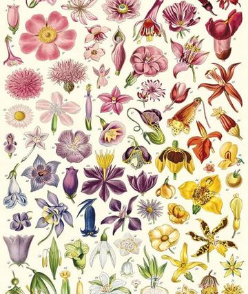 The Types of Flowers I Reach For First - The Unlikely Florist