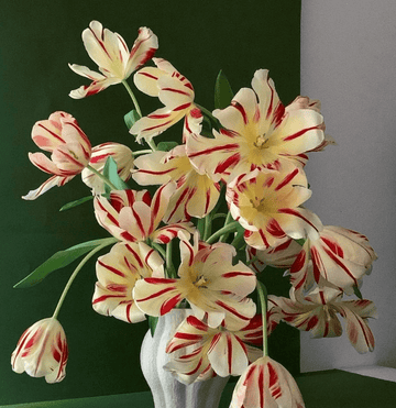 Tulip Meaning, and the Flower That Won't Sit Still - The Unlikely Florist