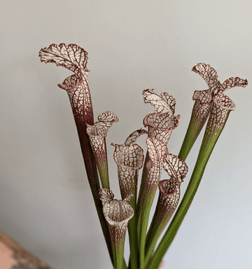 Unique Flowers, and Why the Strange Ones Stay With You - The Unlikely Florist