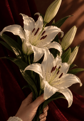 What Do Lilies Represent, and Why Half of Them Aren't Lilies - The Unlikely Florist