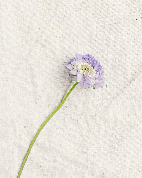 Scabiosa