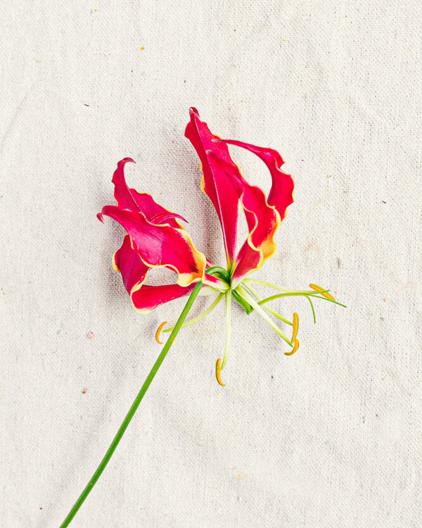 Gloriosa Lily
