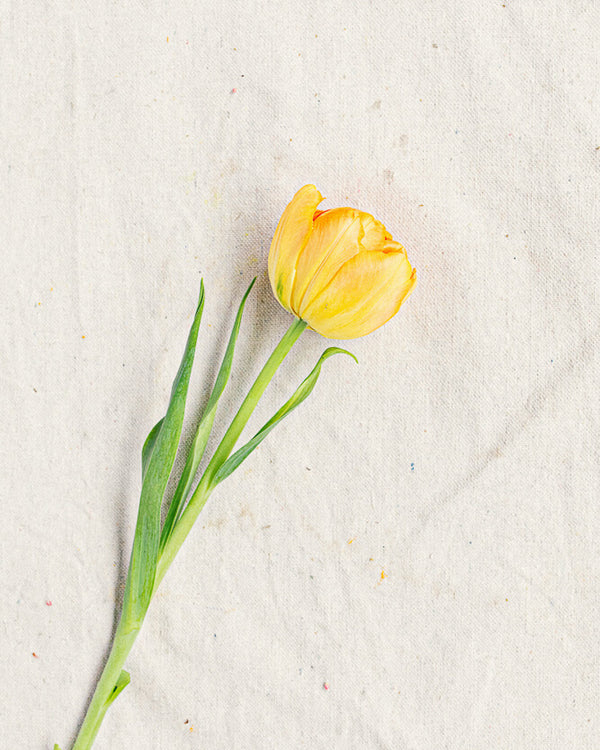 Tulip