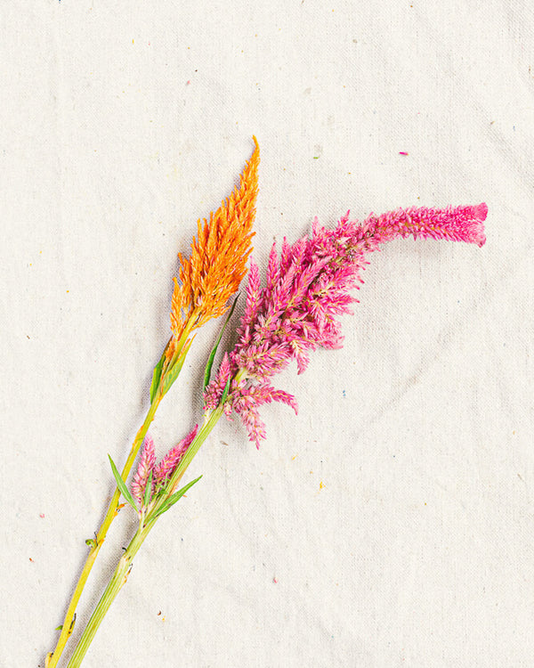 Celosia