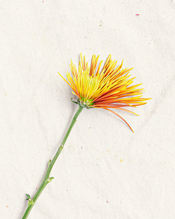 Spider Mum