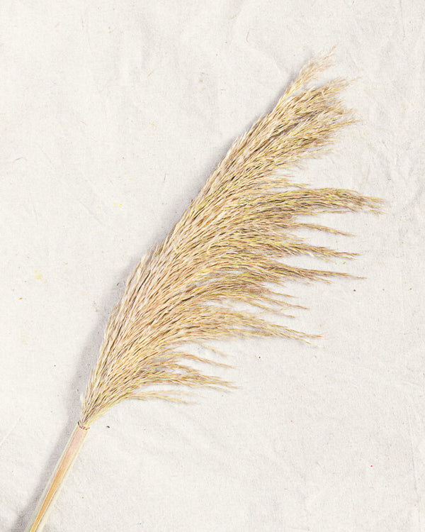 Pampas