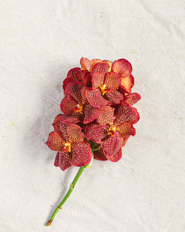 Vanda Orchid