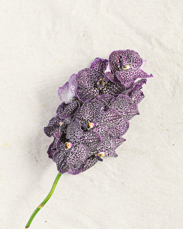 Vanda Orchid