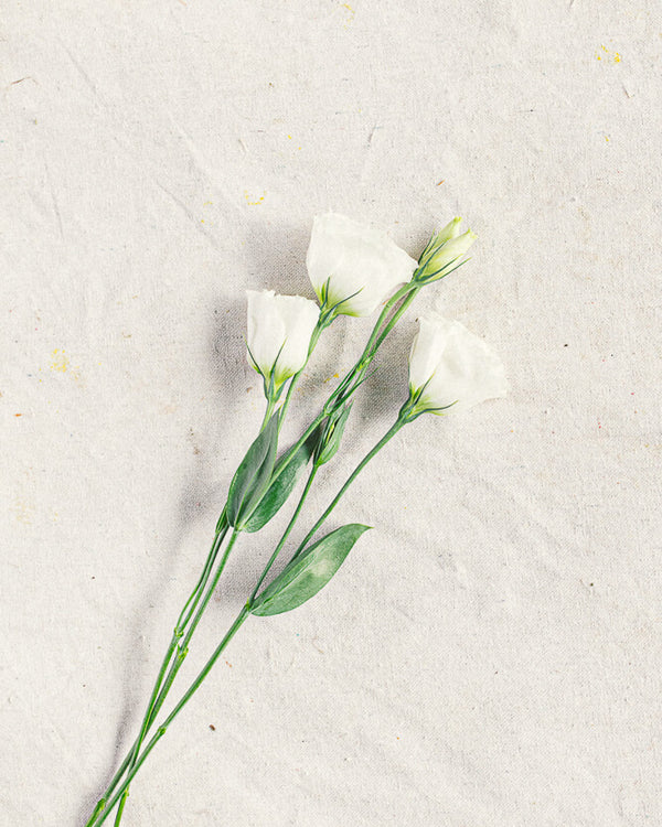 Lysianthus