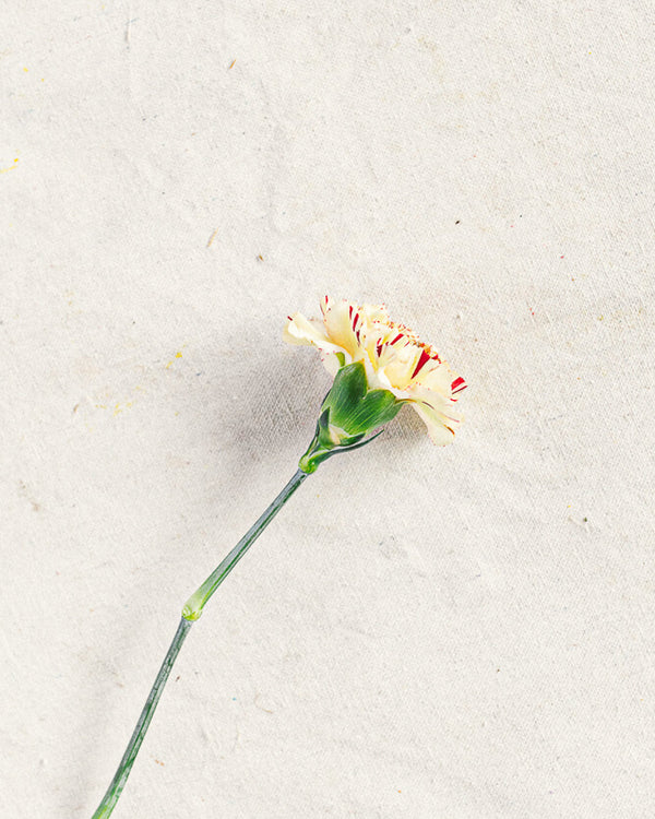 Carnation