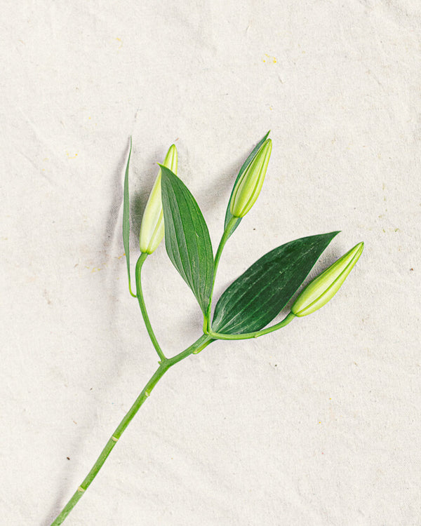 Crystal Blanca Lily