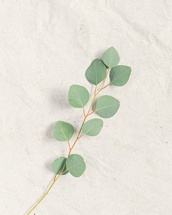 Sliver Dollar Eucalyptus