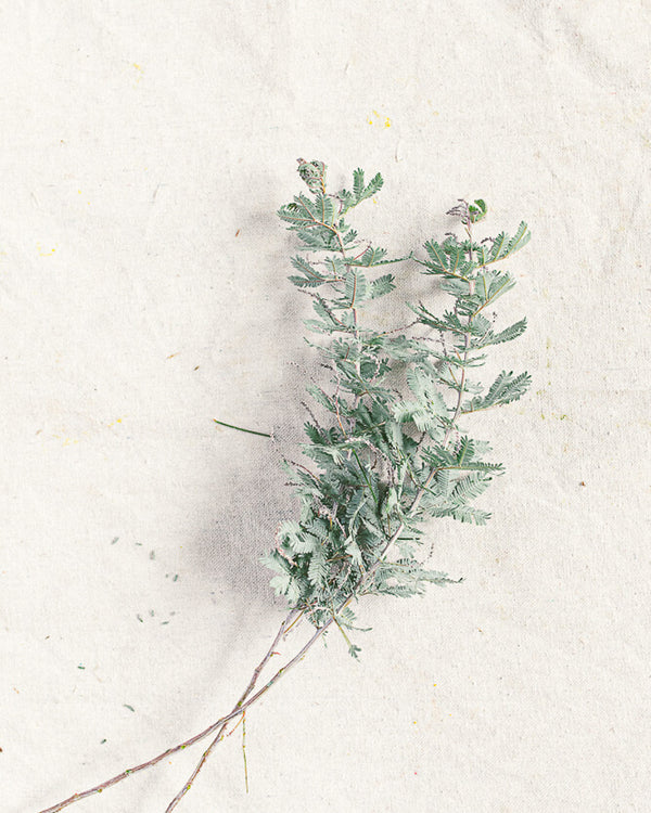 Acacia Greens