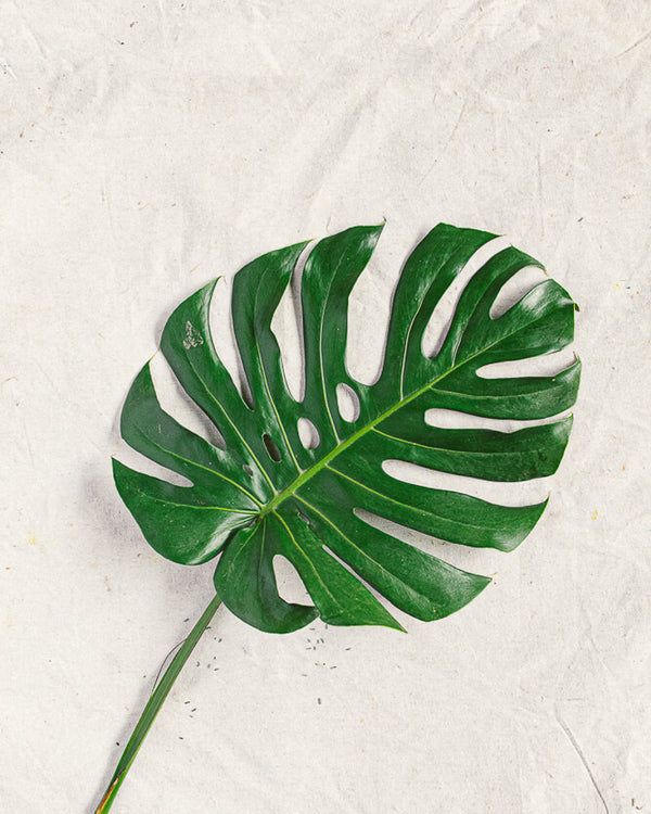 Monstera Leaf