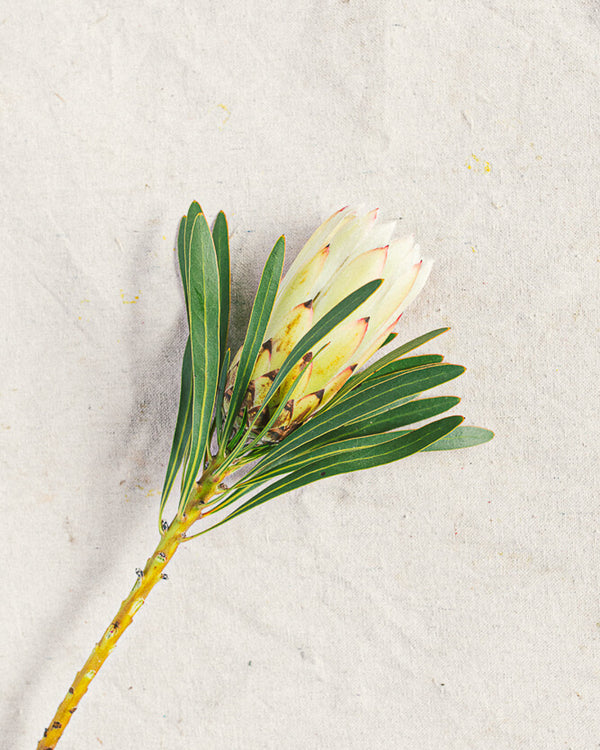 Protea (White)