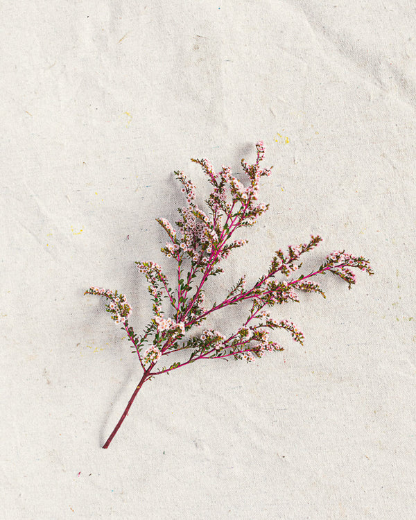 Thryptomene