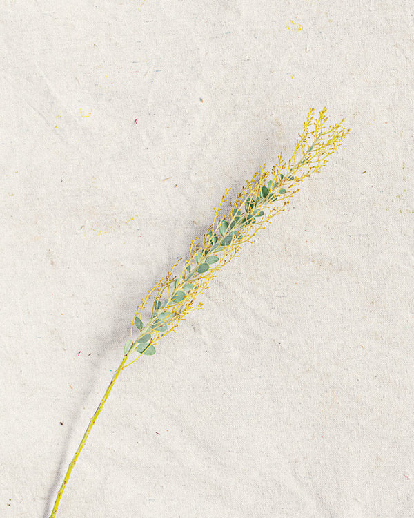Knife Blade Acacia