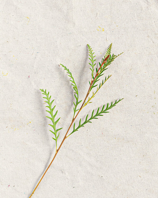 Grevillea Greens