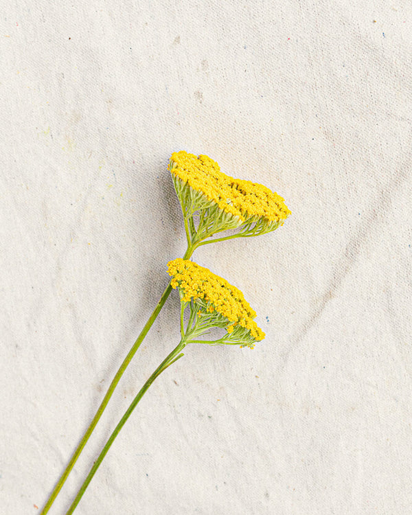Yarrow flower