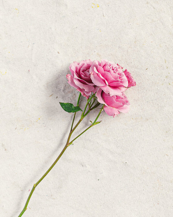 Spray Rose