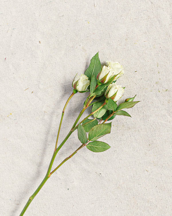 Wax Flower