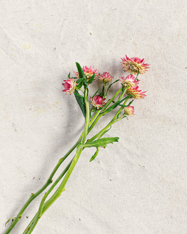 Strawflower