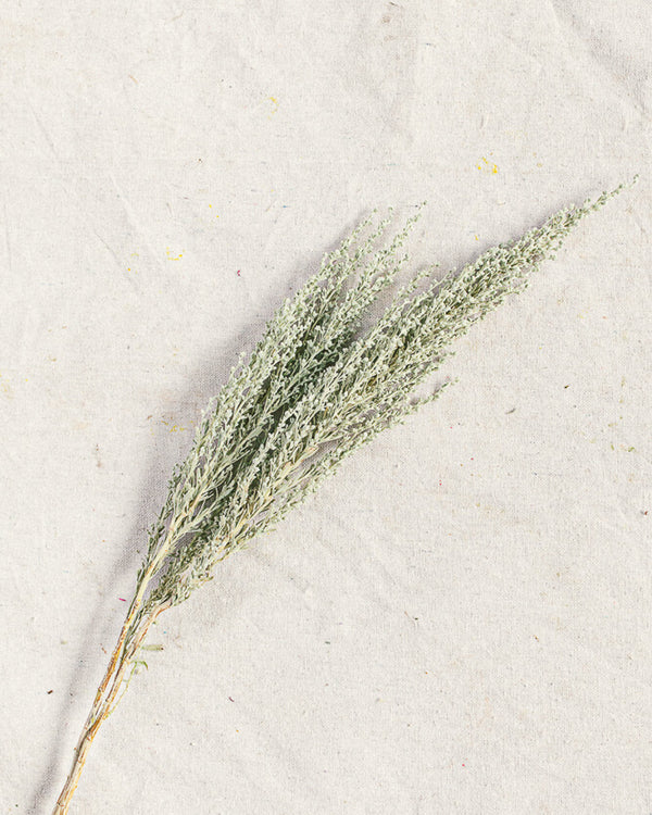 Sage