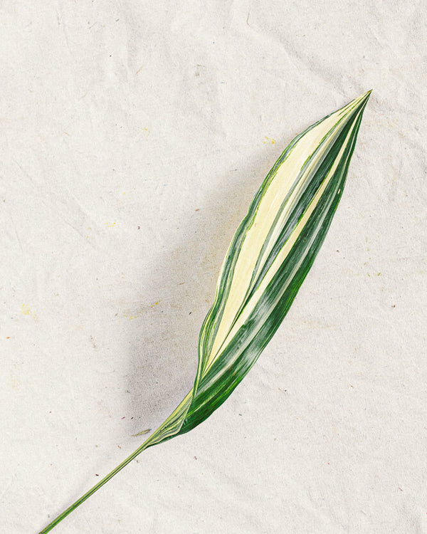 Ginger Leaf