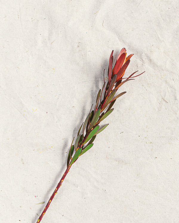 Safari Leucadendron