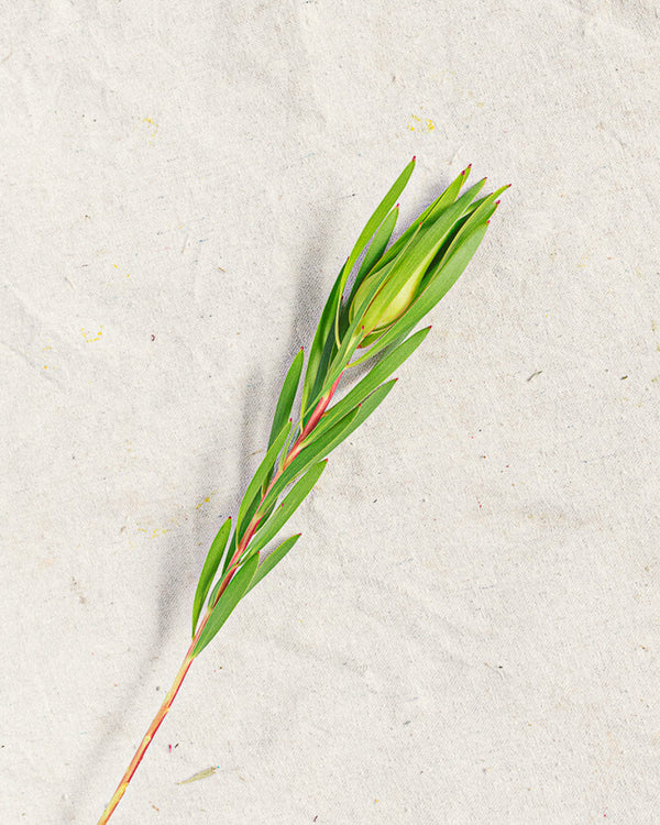 Leucadendron