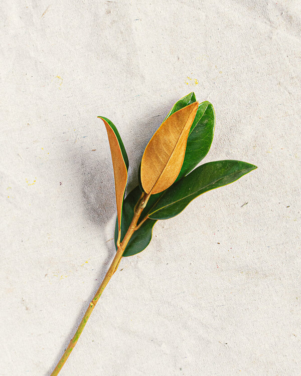 Magnolia