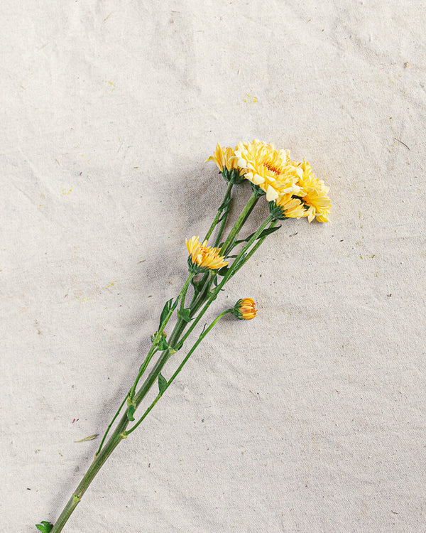 Spray Mum
