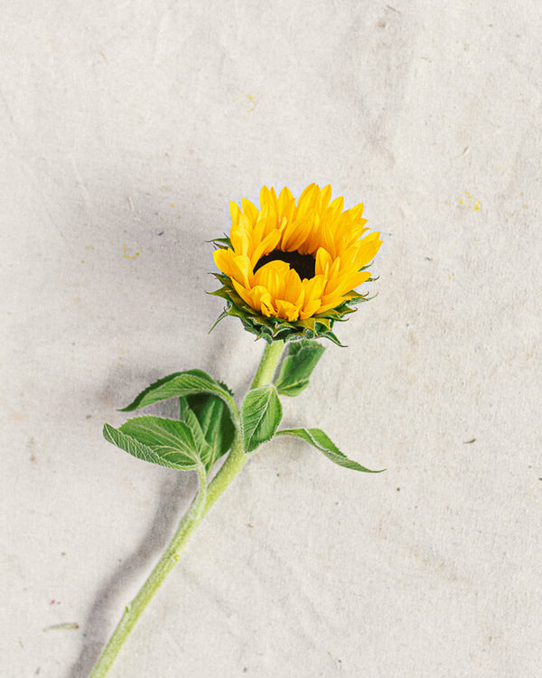 Sun Flower