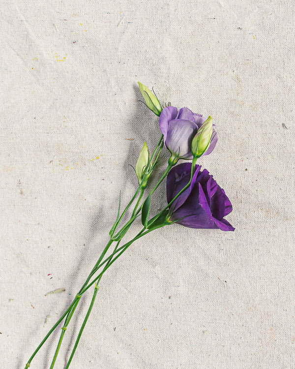 Lysianthus