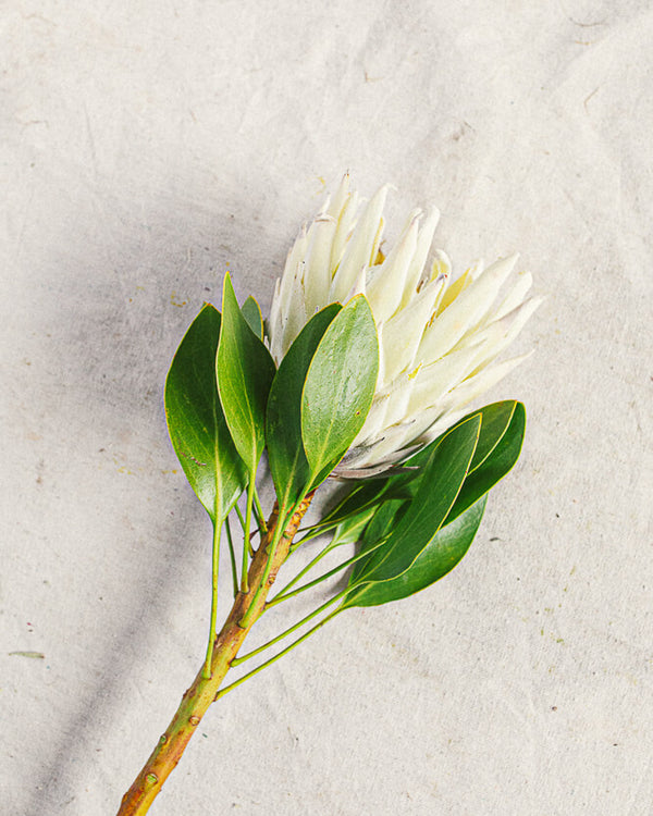 King Protea