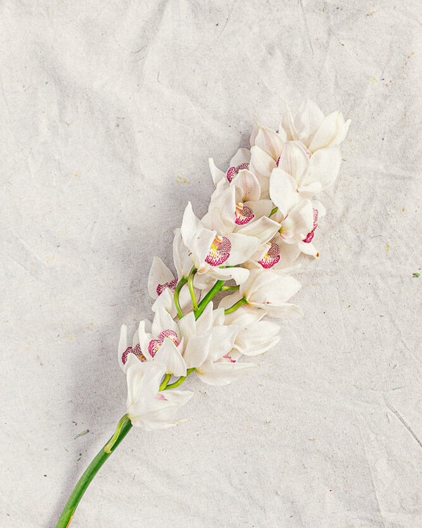 Cymbidium Orchid