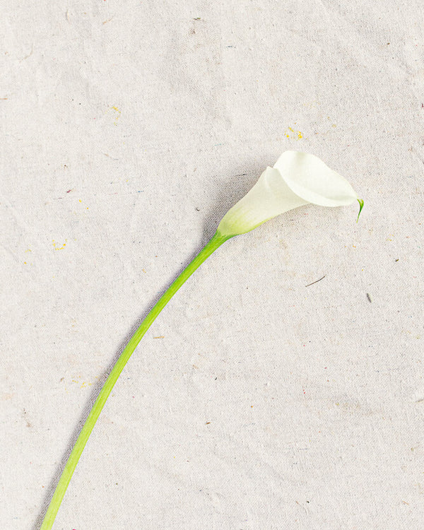 Calla Lily