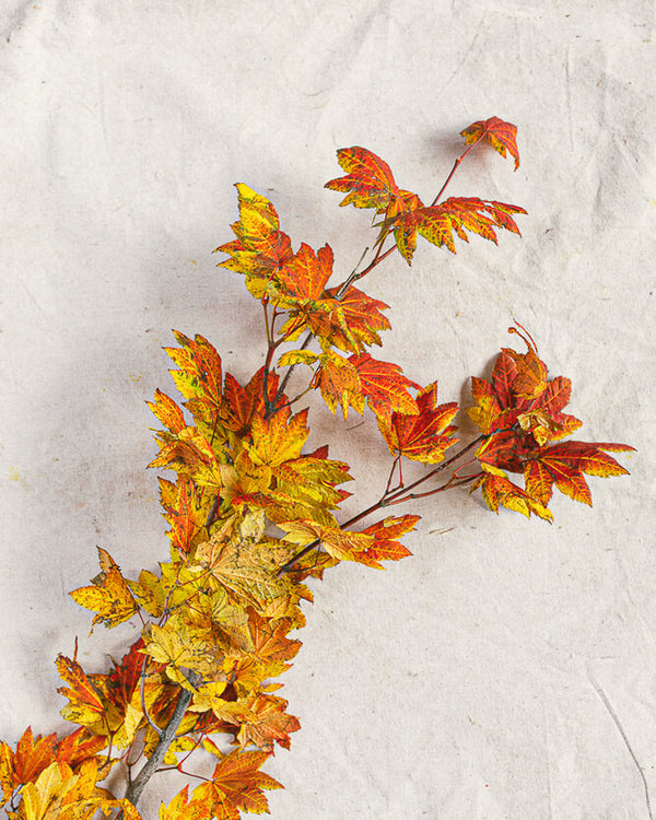 Maple Leaves