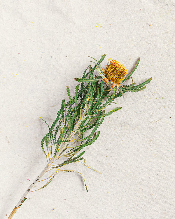 Banksia Formosa