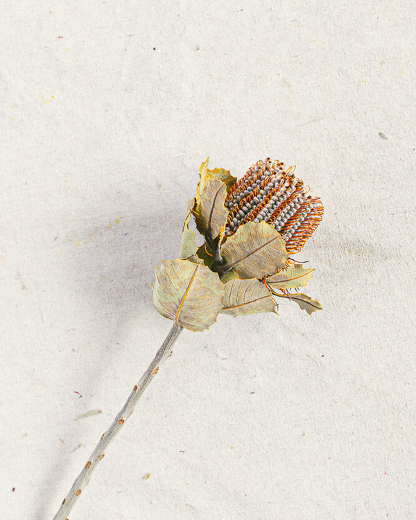 Scarlet Ribbon Banksia (Dried)