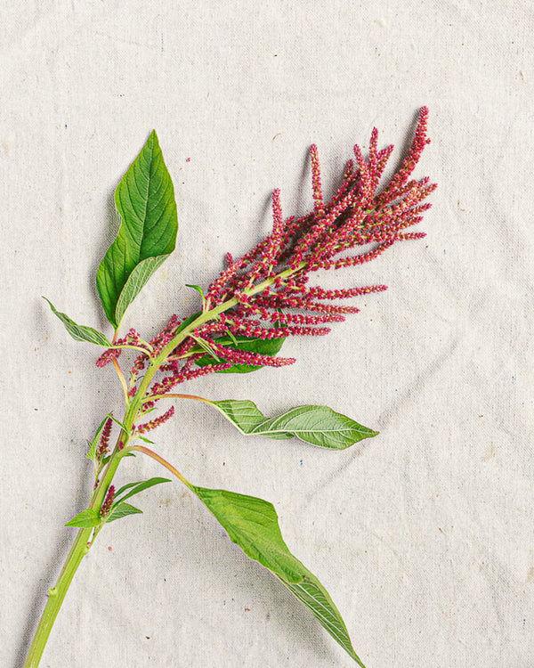 Hanging Amaranthus