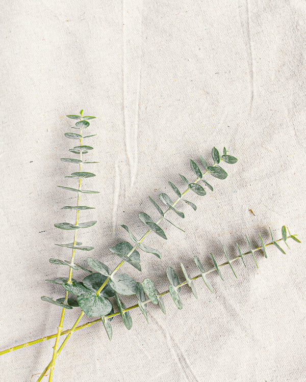 Baby Blue Eucalyptus