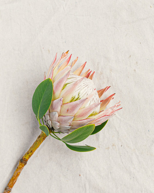King Protea