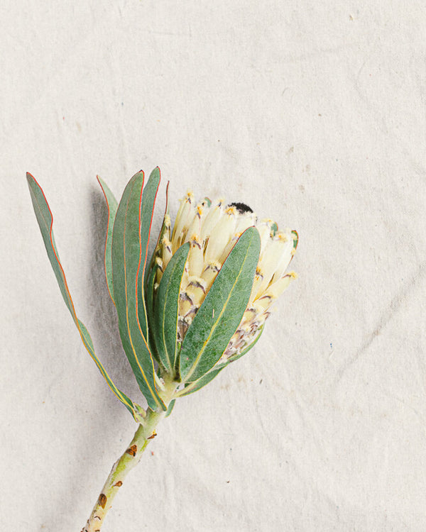 White Mink Owl Protea
